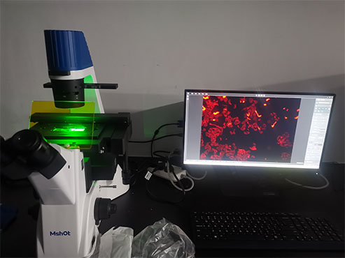 MSHOT Inverted Fluorescence Microscope for Guangdong Medical University Drug Research and Developmen