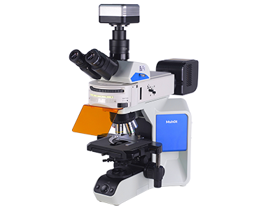 Fluorescence microscope MF43-N