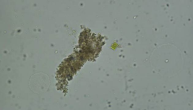 Challenges in Algae Research