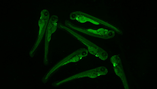 Fluorescence application3