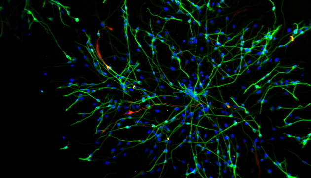 Fluorescence application4