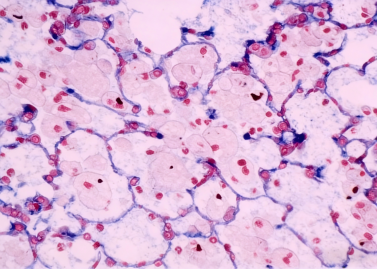 Microscope Application in the Occupational Health Laboratory of the CDC front