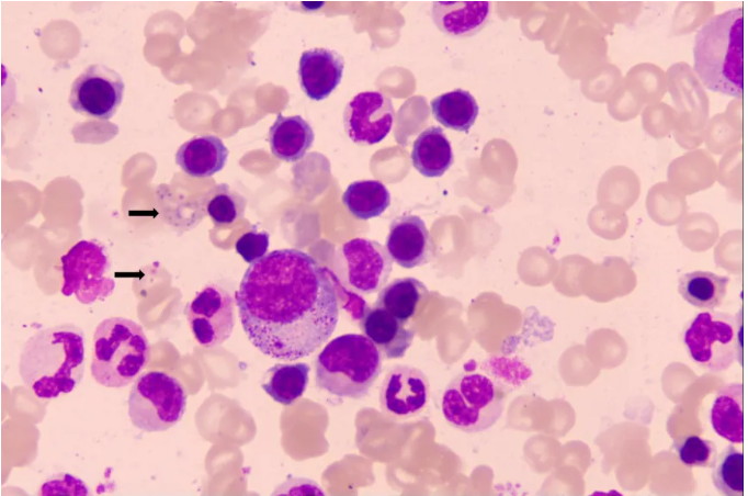 Microscopy Applications in Occupational Health Laboratories at CDC application