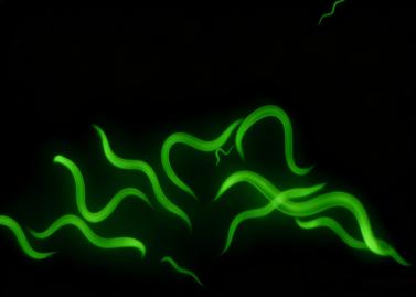 Nematodes front