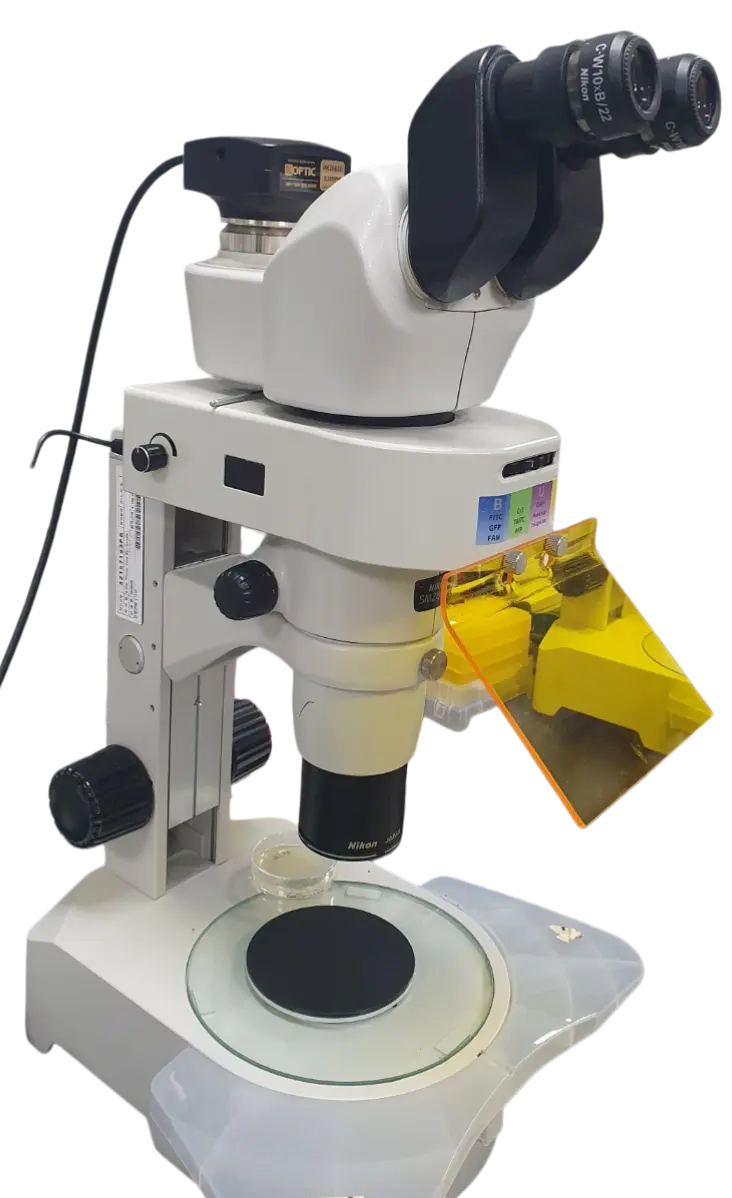 Upgrade Nikon SMZ800N Stereo Microscope to LED Fluorescence
