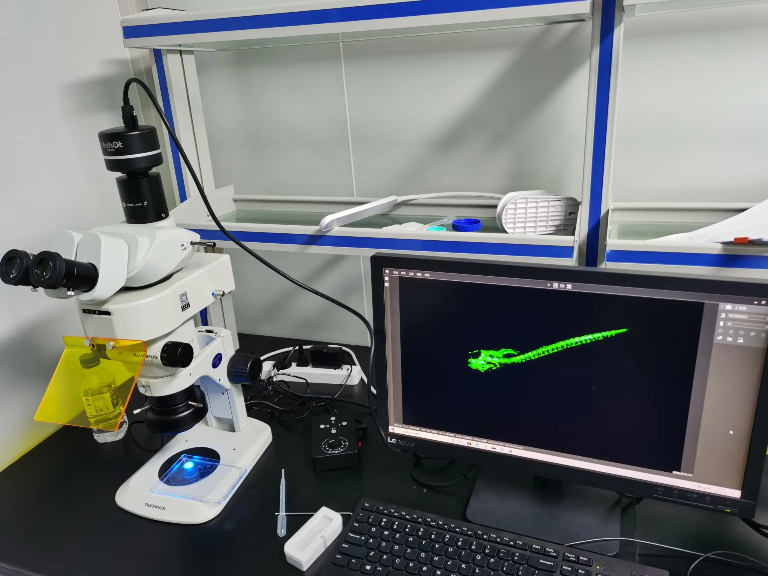 Upgrade Olympus SZX7 Stereo Microscope to LED Fluorescence